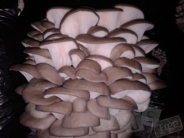 Продаю грибы 