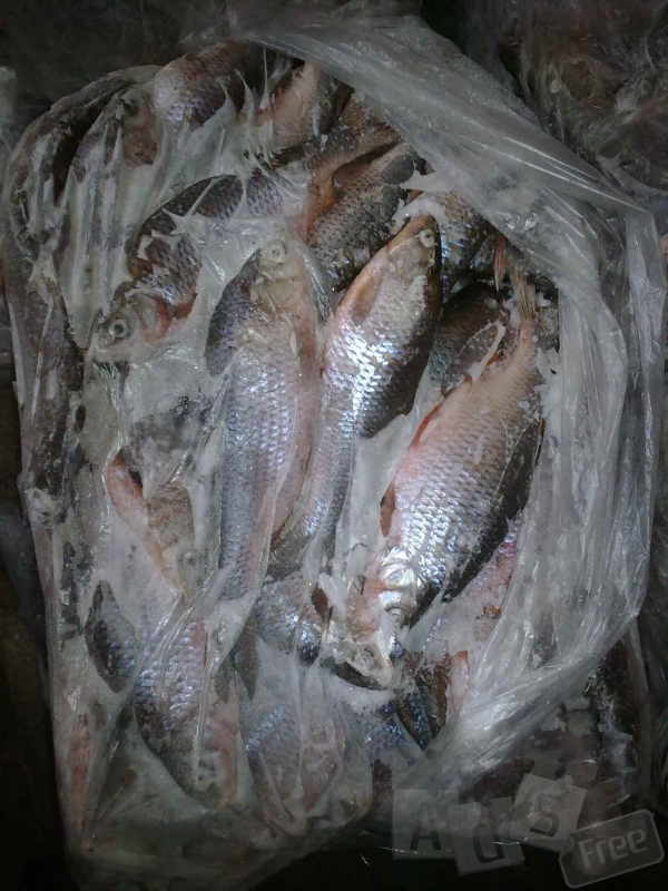 Свежемороженая речная рыба лещ