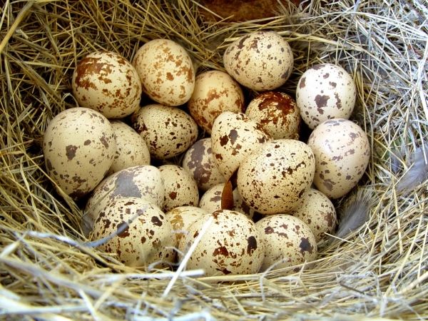 Перепелиные яйца, домашние, экологически