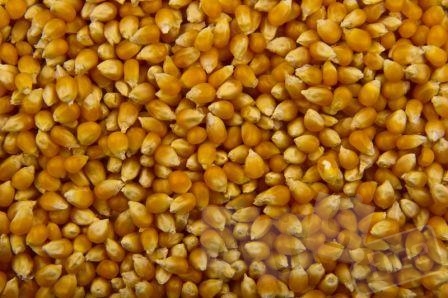 Кукуруза,подсолнечник,ячмень.Пшеница