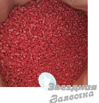 Семена кукурузы, насіння кукурудзи ТАР-3