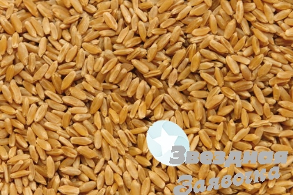 Пшеница оптом FAS, FCA, CIF
